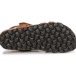 Citrouille et Compagnie - JANISOL