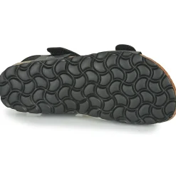 Citrouille et Compagnie - BELLI JOE