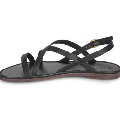 El Naturalista - TULIP N5694