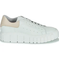 Sweet Lemon - PLANTO